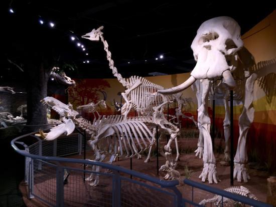 SKELETONS: Museum of Osteology